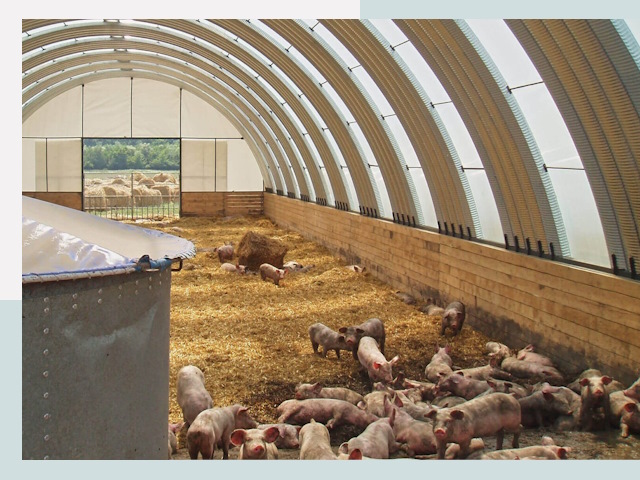 Строительство свинарников в Людинове