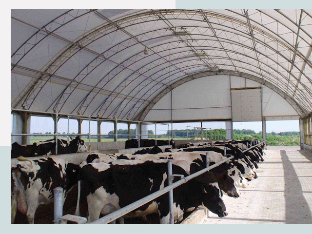 Тентовые коровники в Людинове